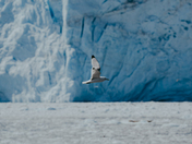 Kenai Fjords National Park