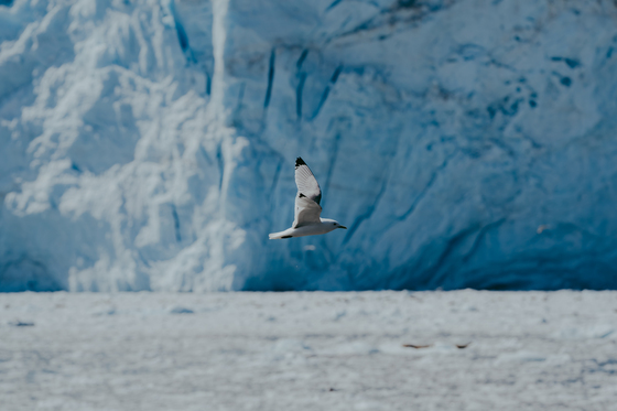 Kenai Fjords National Park