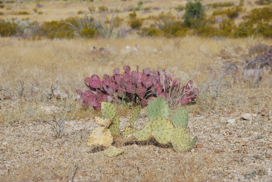 Big Bend National Park