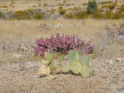 Big Bend National Park