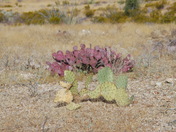 Big Bend National Park