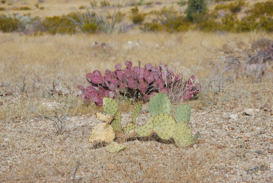 Big Bend National Park