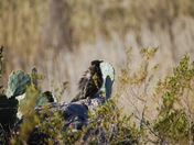 Big Bend National Park