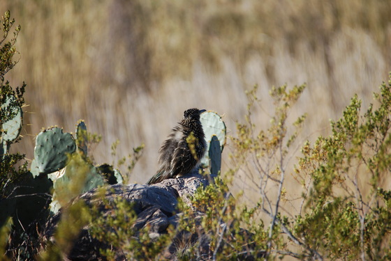 Big Bend National Park