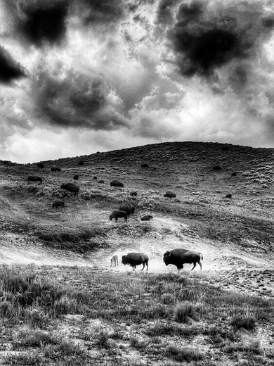 Yellowstone National Park