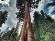 Kings Canyon National Park
