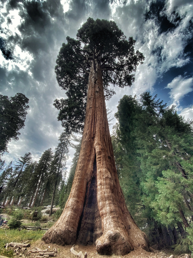 Kings Canyon National Park