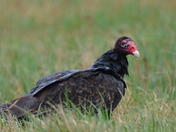 Turkey Vulture