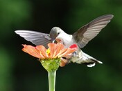 Male Juvenile Hummingbird 