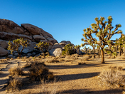 Joshua Tree National Park