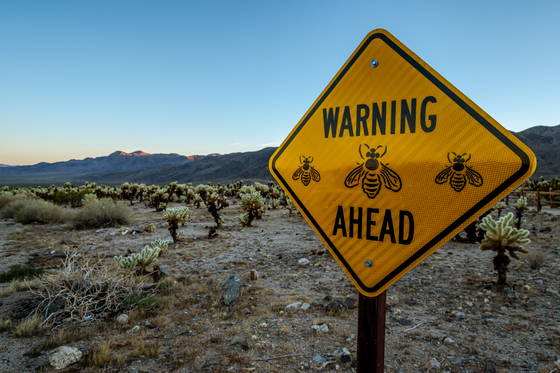 Joshua Tree National Park