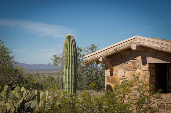 Saguaro National Park