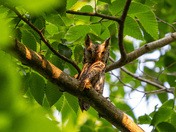 Eastern Screech Owl Father