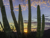 Organ Pipe Cactus National Monument