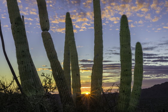Organ Pipe Cactus National Monument