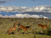Tonto National Forest