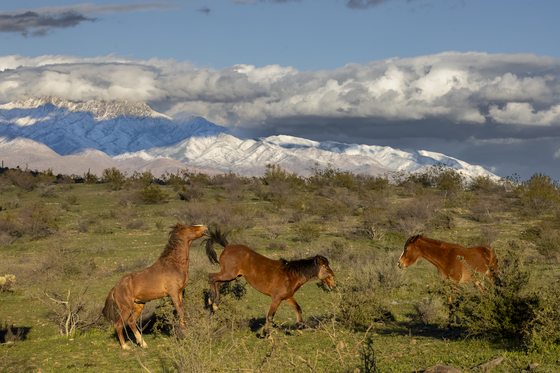 Tonto National Forest