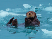 Kenai Fjords National Park 