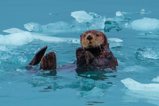 Kenai Fjords National Park 