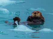 Kenai Fjords National Park 
