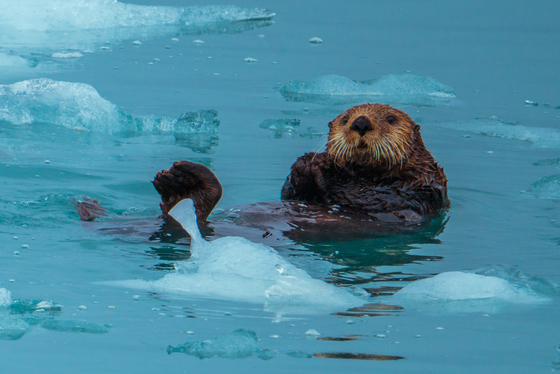 Kenai Fjords National Park 