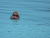 Kenai Fjords National Park 