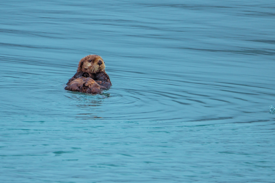 Kenai Fjords National Park 