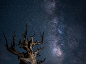 Ancient Bristlecone Pine Forest