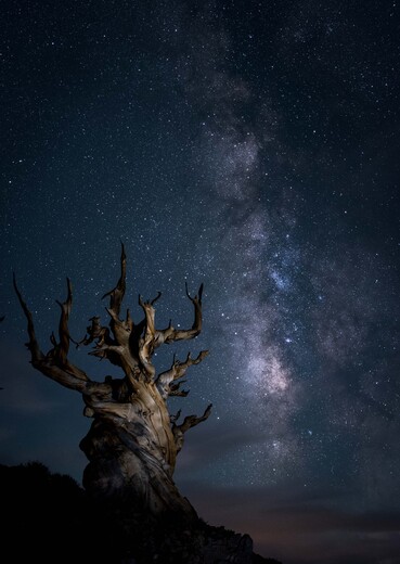 Ancient Bristlecone Pine Forest