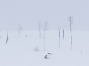 Fishlake National Forest