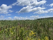Great Meadows National Wildlife Refuge