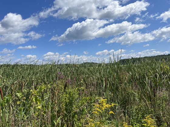 Great Meadows National Wildlife Refuge
