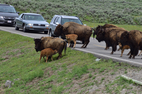 Yellowstone National Park