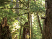 Olympic National Park