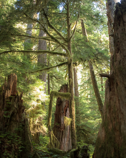 Olympic National Park