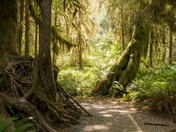 Olympic National Park