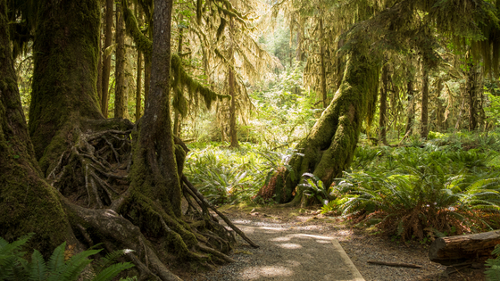 Olympic National Park