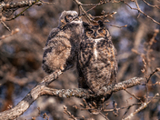 The one hoo watches