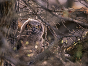The one hoo watches