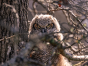 The one hoo watches
