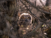 The one hoo watches