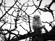 The one hoo watches
