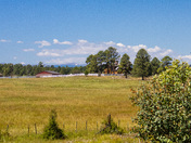 Ashley National Forest