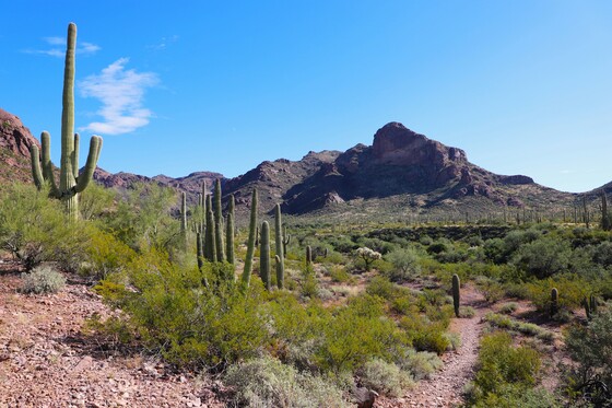 Organ Pipe Cactus National Monument