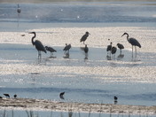 Parker River National Wildlife Refuge