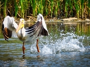 Pelican – Take Off