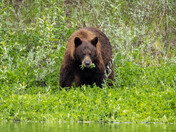 Grand Teton Park