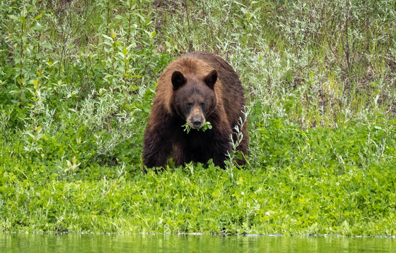 Grand Teton Park