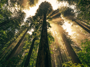 Redwoods National Park