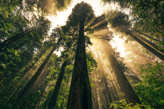 Redwoods National Park